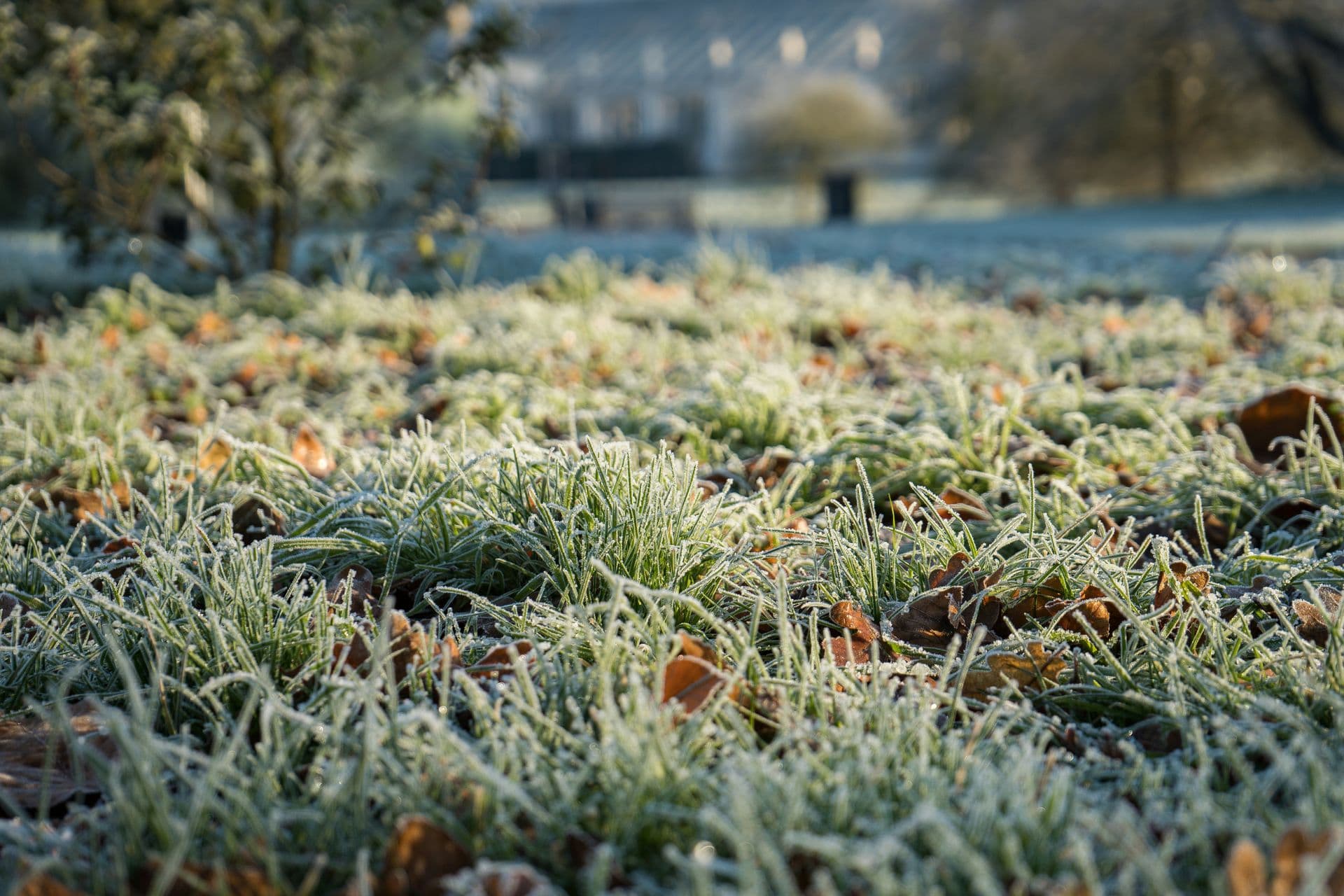frost on grass